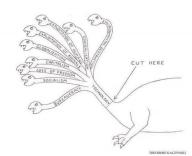 hydra // 960x783 // 41KB