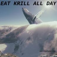 infoshop.com whales // 800x800 // 756KB