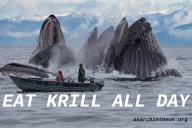 joesy whales // 960x640 // 702KB