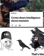 crows // 1170x1463 // 662KB