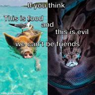 vegan // 540x540 // 118KB