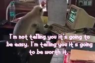 monkey,computers,motivation // 810x539 // 114KB
