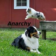 anarchy barns dogs farms jump // 564x563 // 577KB