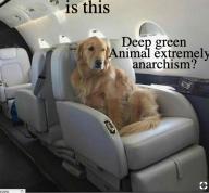 animal,golden,retriever,extremely,anarchism // 531x493 // 355KB